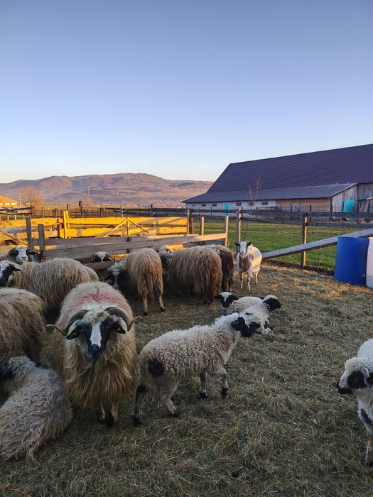 Vînd 12 oi și miei