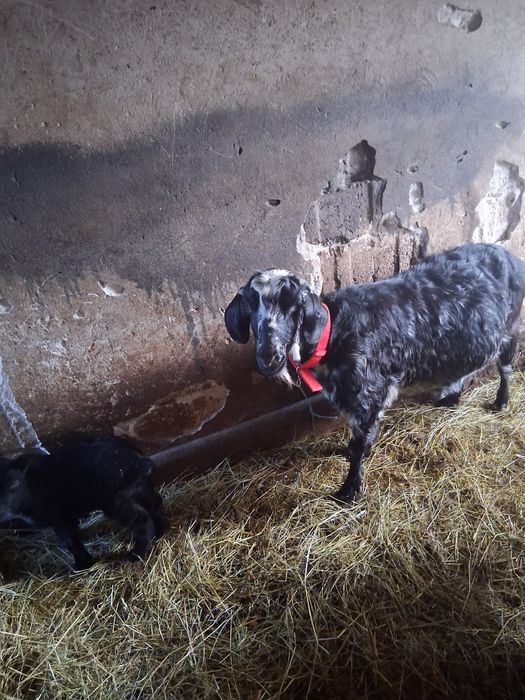 Vând capra bună de lapte cu ed după ia