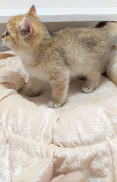 Котики британские зоЛотО*