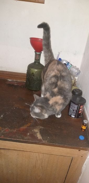 Светлые мушук боласи