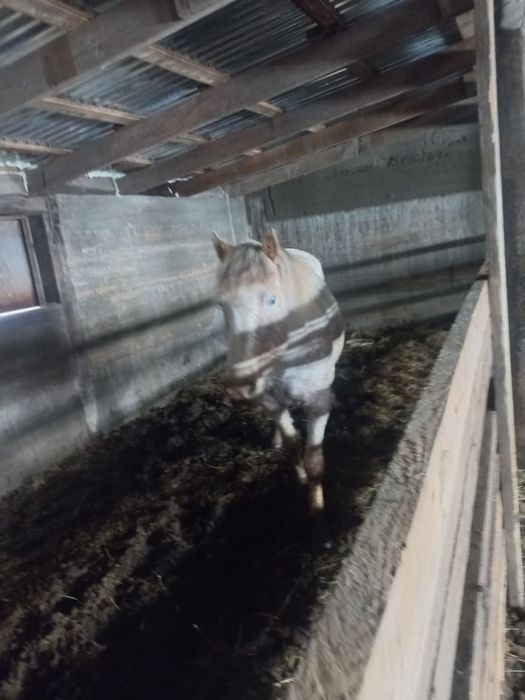 Шұбар айгыр сатылады