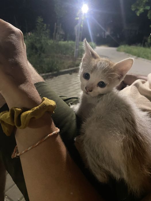 Мъжко коте 2 месеца