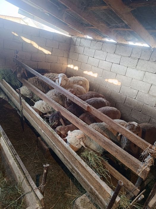 Семыз токты тусак