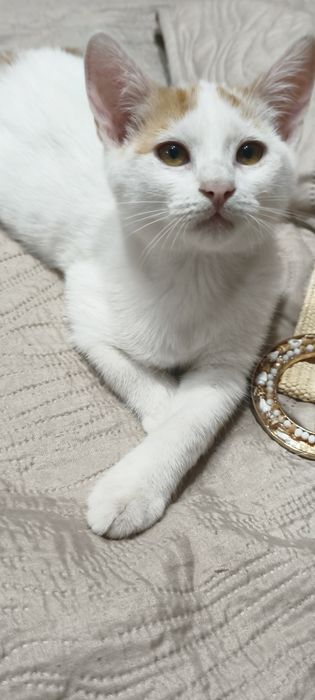 Красиво мъжко котенце
