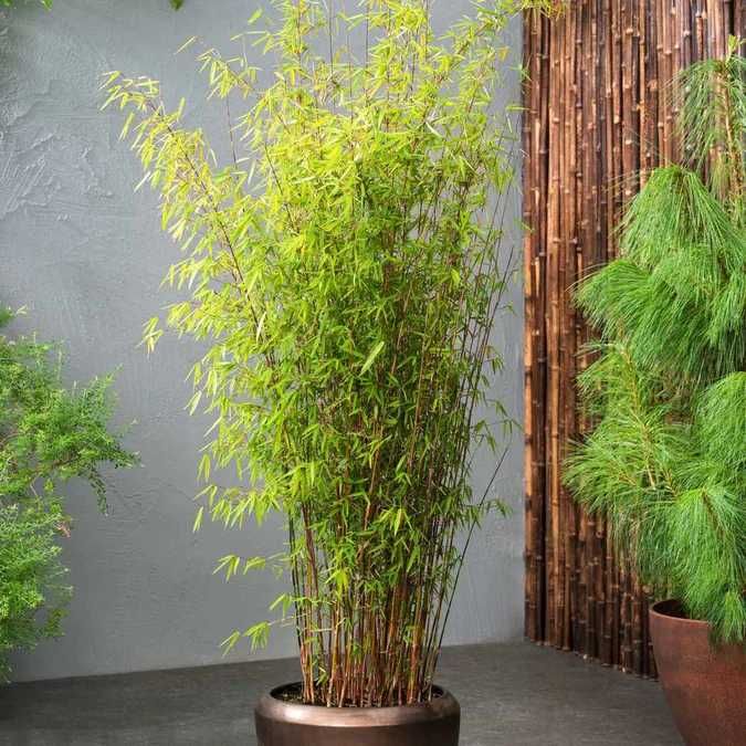 Bambus de gradina (Phyllostachys,Fargesia) rezistent la frig, gard viu