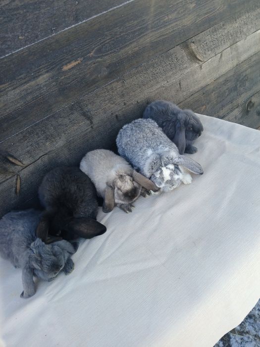 Iepuri urias german si berbec german