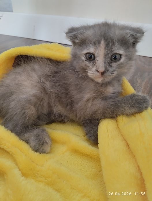 Вислоухие котята