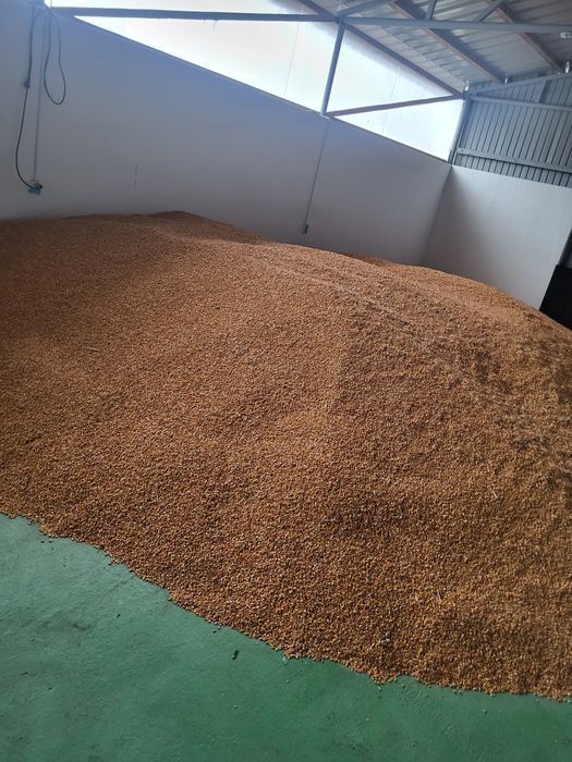 Vând Porumb Producție 2025. 1.30 lei kg !!!