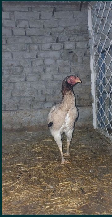 Dakang makyon sotiladi