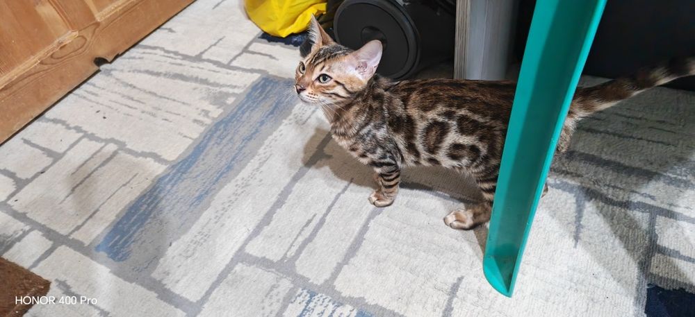 Чистокровные бенгальские котята