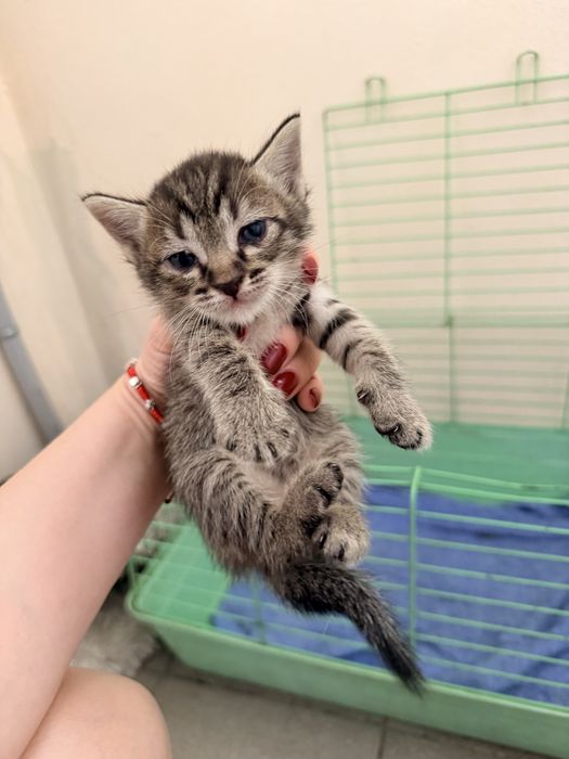 Котята ласковые воспитанные