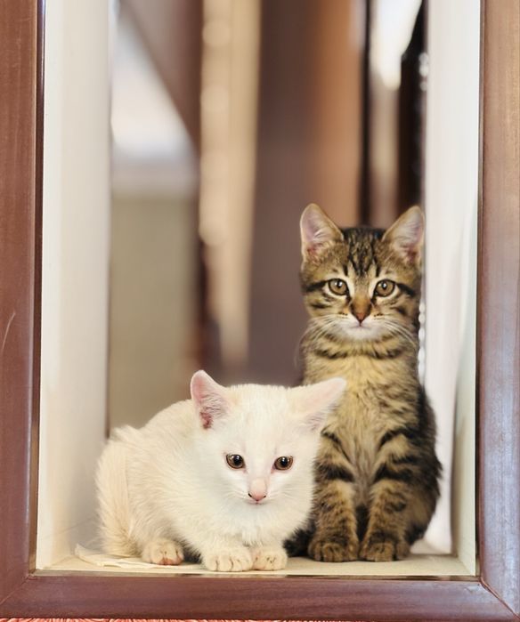 Котенок. Остался только коричневый