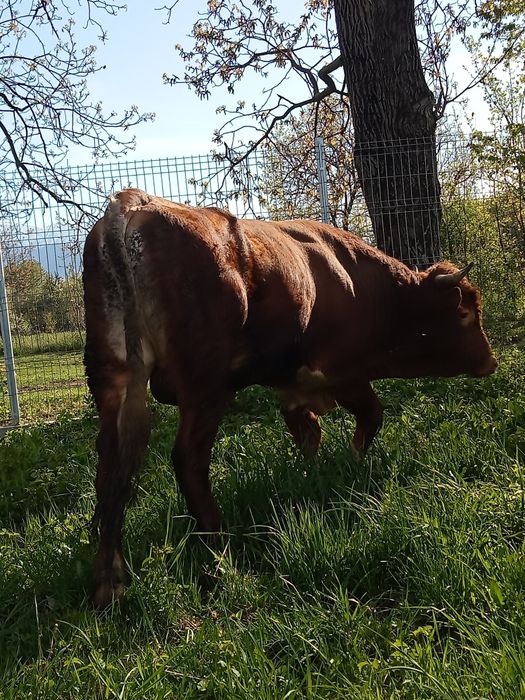 Taur de vinzare,bun pt monta!!