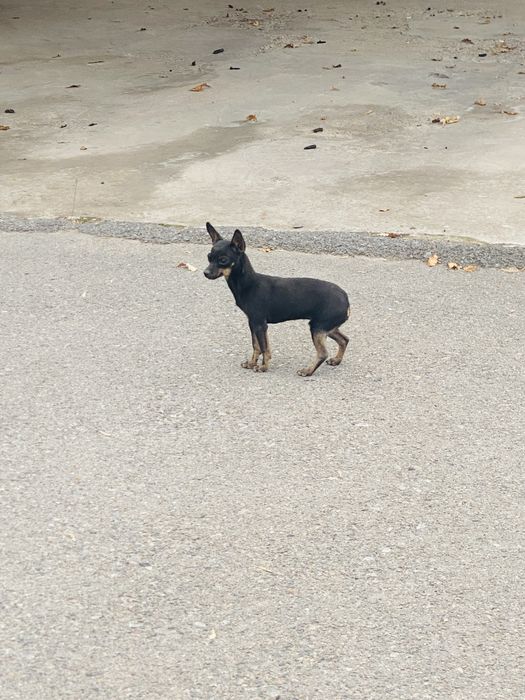 Цвергинчер мальчик