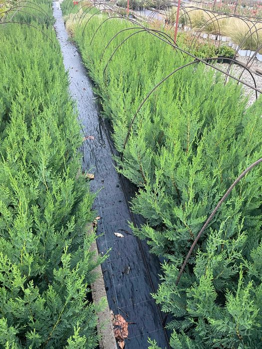 Лейландски кипарис за жив плет