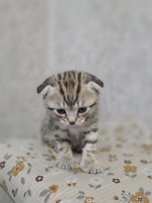 продам котенка  шотландский
