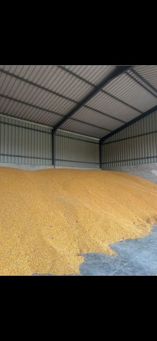 Vand 200tone porumb boabe recolta 2026 1,1 Lei/kg