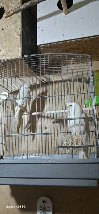 Карелла дубайский парода.