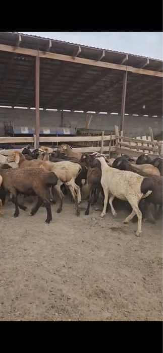 Кой бараны овцы тұсақ