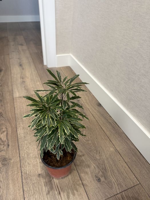 Продам комнатные растения