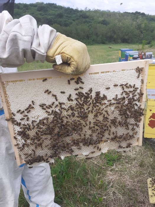 Miere de salcâm naturală