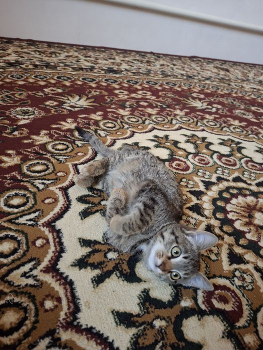 Kichkina va aqlli mushukcha