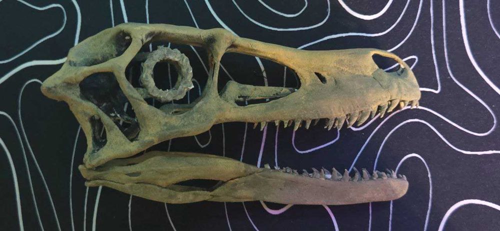 1:1 реплика на череп на велоцераптор фосил - velociraptor mongoliensis