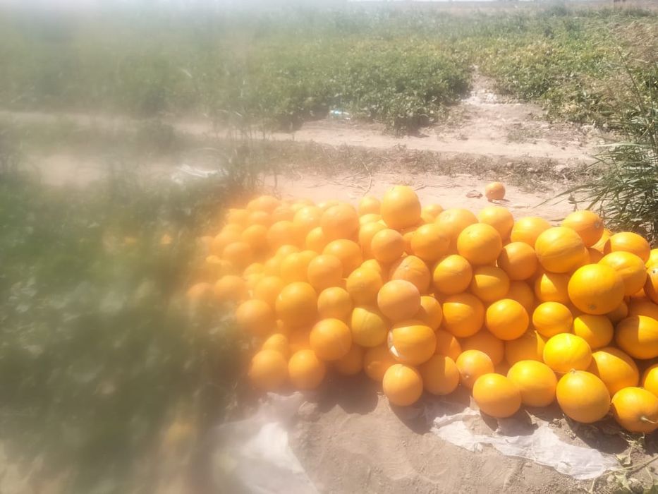 Семена дыни сорт Бакинка