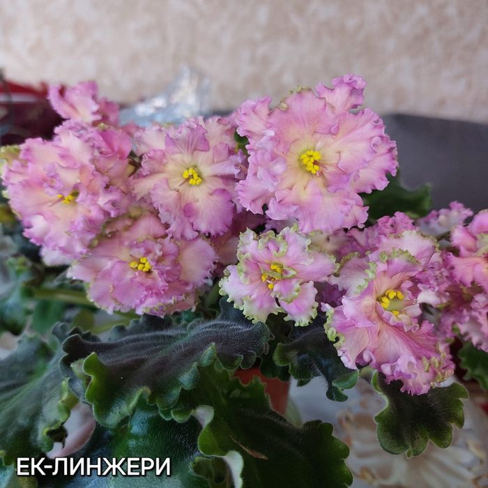 Сенполия сортовая лист 500тг