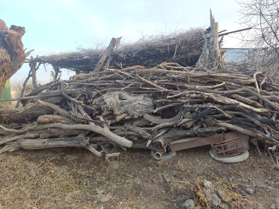 Xamyonbop oʻtinlar qiwda sovuqqotmaysz oʻtin yoqasiz