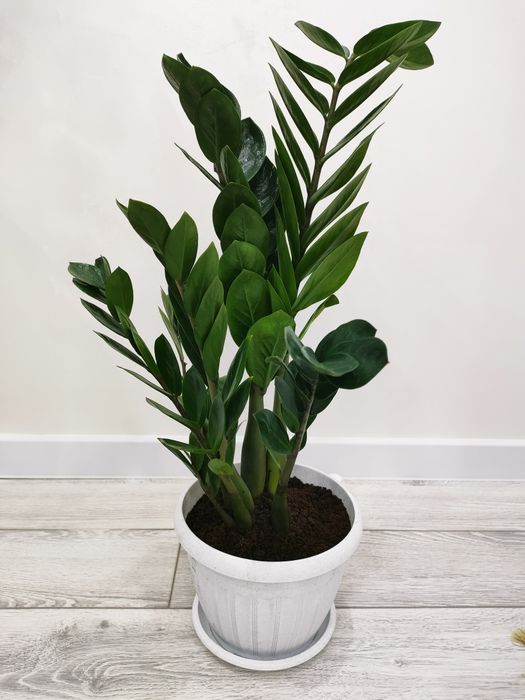 Цветы комнатные . Доставка