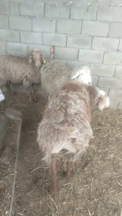 Саулық ,тоқты қойлар