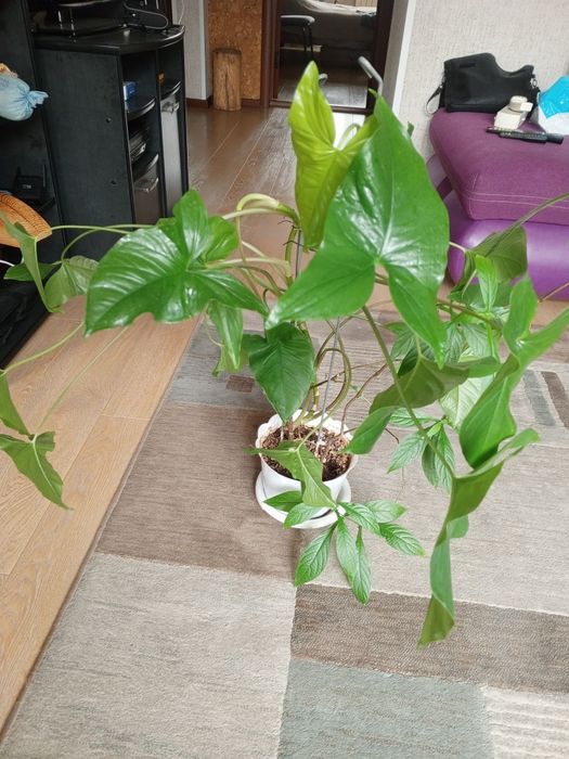 Продам Комнатные цветы