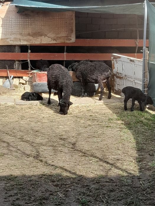 Она бола куйлар сотилади