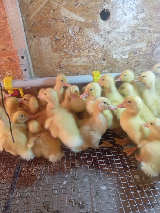 Утята броллерные в продаже 1100тг суточные