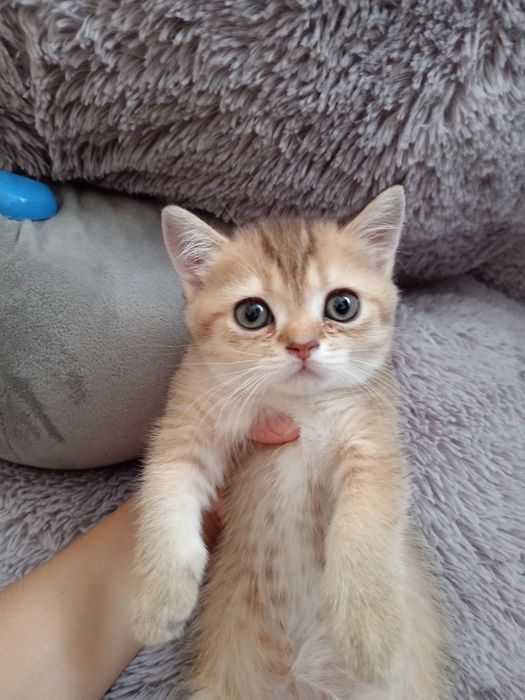 Продаются милие котята