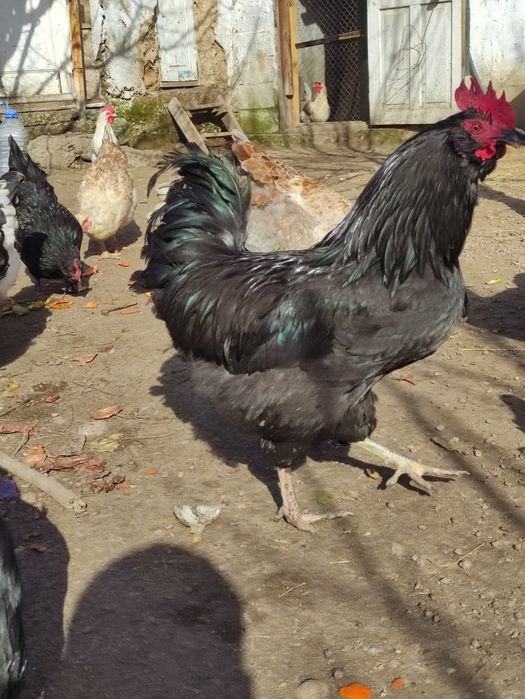 Кораздар сатылады