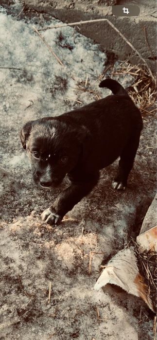 Щенки бесплатно в добрые руки