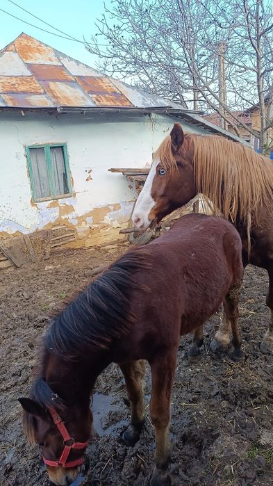 Manz (Armasar)5 luni