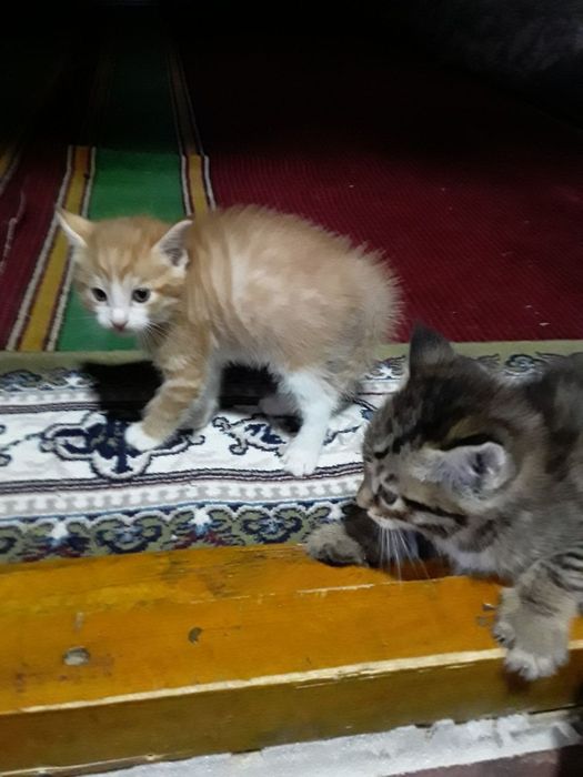 Котята в добрые руки