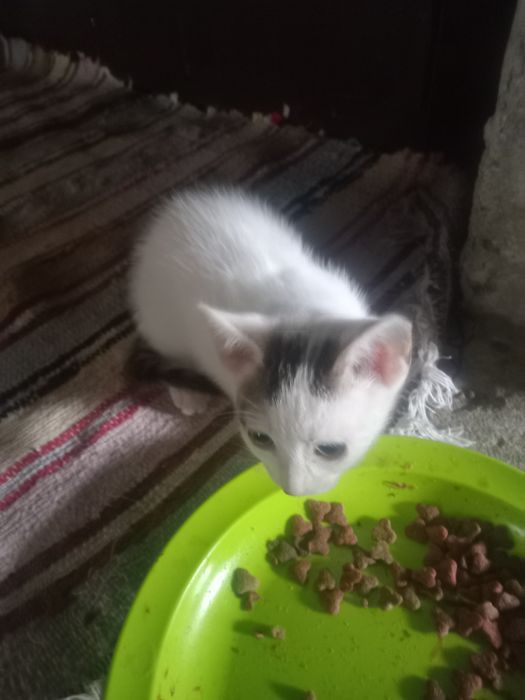 adopții de pisoiași micuți pt personele iubitoare de animale