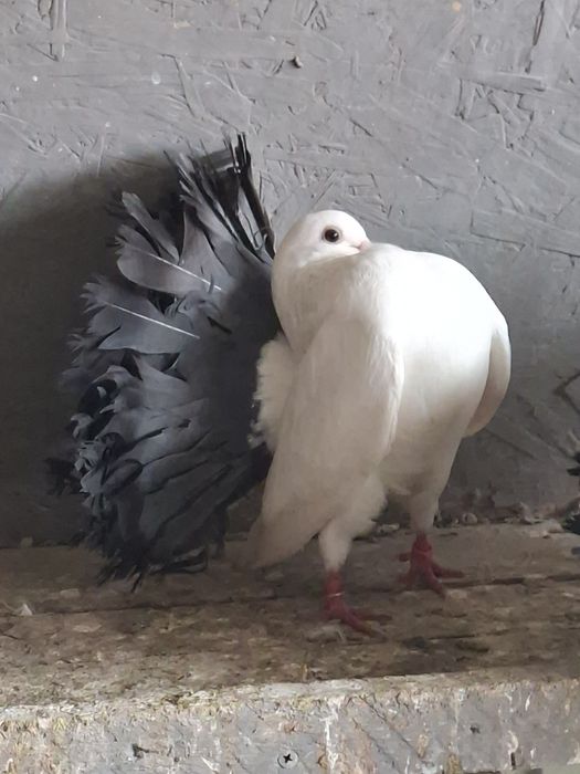 Porumbei voltați
