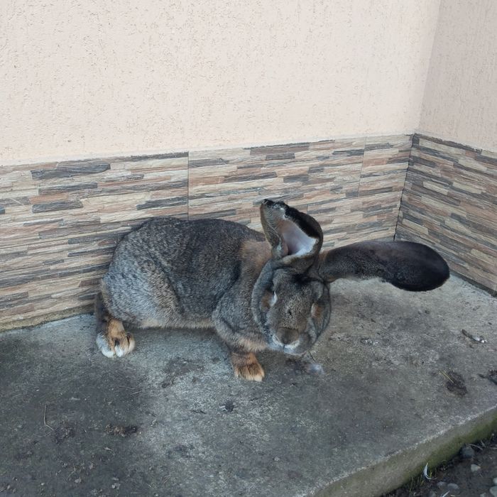 Vînd o femelă și un mascul uriaș german gri