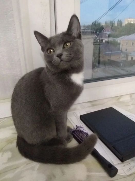 Отдам даром,в хорошие руки