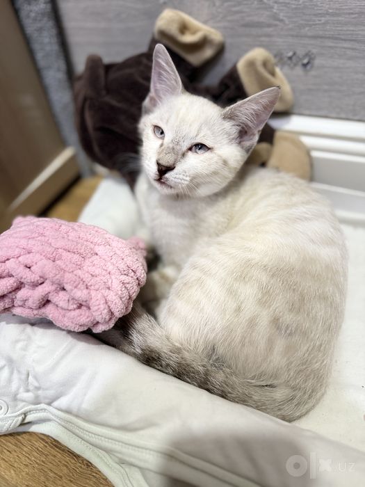 Котенок в хорошие руки бесплатно
