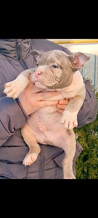 American Bully Pocket