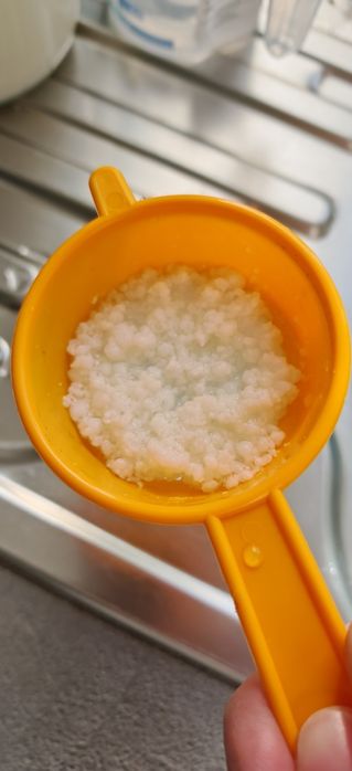 Vând ciuperca pentru kefir