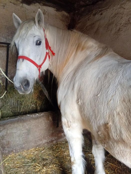 Vând iapa de lucru 7 ani bună de tras