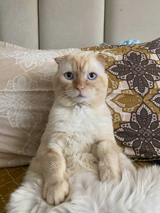 Mushukga vaqtinchalik uy qidiryapmiz!