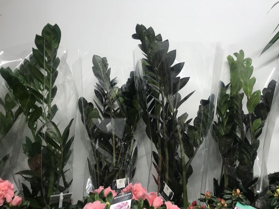 Комнатные цветы